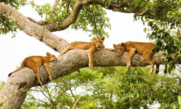 5 Days Uganda Queen Elizabeth & Bwindi Safari